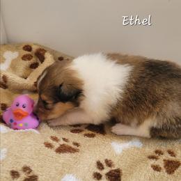 Ethal - Sable and white female Collie puppy in Mattoon, Illinois from Gold Leaf Collies