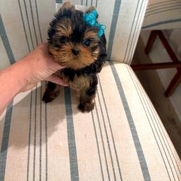 Boy 1 - Blue and gold male Yorkshire Terrier puppy in Sarasota, Florida from tatortot pup
