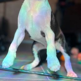 Boston Terrier Puppies from Bethelbreeders