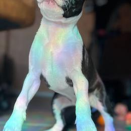 Boston Terrier Puppies from Bethelbreeders