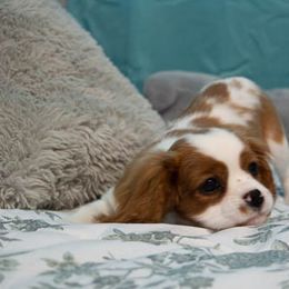 Cavalier King Charles Spaniel Puppies from Country Cavaliers