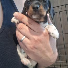 Girl 2 - Piebald female Dachshund puppy in Claremont, North Carolina from The Mini Farmhouse