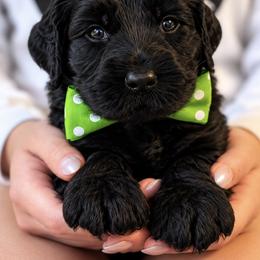 Mr. Green Collar - Black male Australian Labradoodle puppy in Wake Forest, North Carolina from Lucky Country Labradoodles