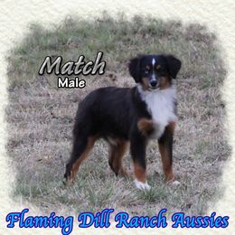 Match - Black tri male Toy Australian Shepherd puppy in Forestburg, Texas from Flaming Dill Ranch Aussies