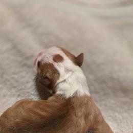 Tala - Red female Boston Terrier puppy in Kingsport, Tennessee from Irish Heart Bostons