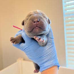 Orange boy - Gray and fawn male Cane Corso puppy in Lakeland, Florida from Valyrian Cane Corsos