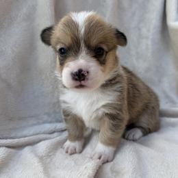 Sable Female - Sable female American Corgi puppy in Okeechobee, Florida from Gold Coast Corgis