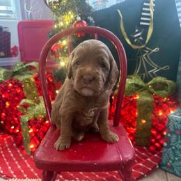 Shaun White- blue collar - Red  male Goldendoodle puppy in Chino Valley, Arizona from Bass Creek Doodles