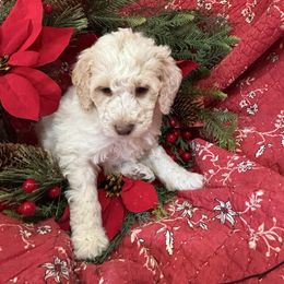Yuba - Cream male Labradoodle puppy in Somerset, California from Annie’s Animals