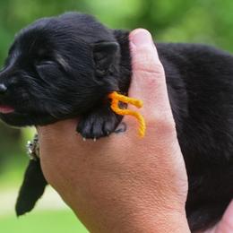 Orange girl - Sable female German Shepherd puppy in Clarkrange, Tennessee from Vom Wolff