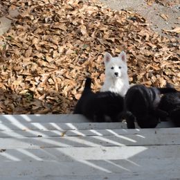 Siberian Husky Puppies from Dreamers Mile
