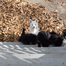 Siberian Husky Puppies from Dreamers Mile