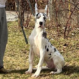 Harlequin boy - Harlequin male Great Dane puppy in Golconda, Illinois from Breken Great Danes