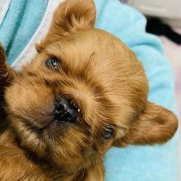 English Toy Spaniel Puppies from Skyline