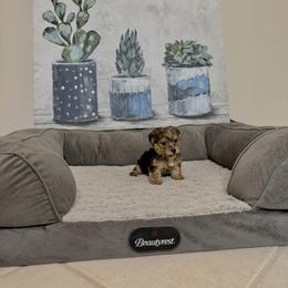 Morkie Puppies from Smart Farms