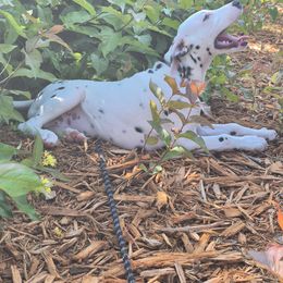 Green - White and black male Dalmatian puppy in Pine City, Minnesota from Rock Creek Dalmatians