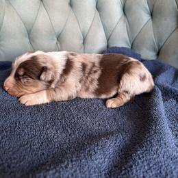 Boy 3 - Red merle male Australian Shepherd puppy in Bison, South Dakota from South Dakota Creekside Australian Shepherds