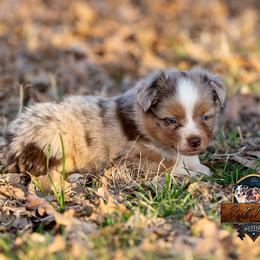 Miniature American Shepherd, Miniature Australian Shepherd, and Toy Australian Shepherd Puppies from Best Little Aussies