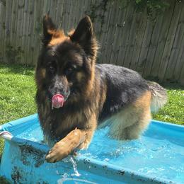 Bear - German Shepherd