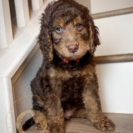 Roland (red collar) - Phantom male Goldendoodle puppy in Murrieta, California from Apricot Poodles & Goldendoodles, LLC