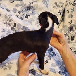 Whippet Puppies from PyneTree Whippets