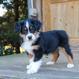 Boone Brown - Black tri-color male Australian Shepherd puppy in Statesville, North Carolina from Charming Australian Shepherds