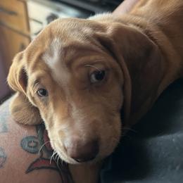 Dachshund Puppies from Witchy Woman’s Wiener’s