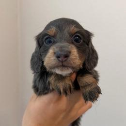Blue And Cream Male - Blue and cream male Dachshund puppy in Horizon City, Texas from Willipaws