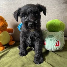 Aston-Light Blue Collar Boy - Black male Miniature Schnauzer puppy in San Diego, California from KMS-Miniature Schnauzers