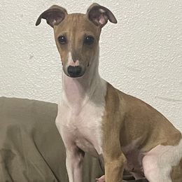 Italian Greyhound puppies from Dragonfly Valley Ranch