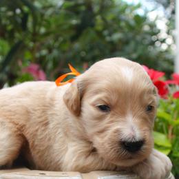 Australian Shepherd, Goldendoodle, and Poodle Puppies from 5AFarms