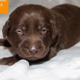 Dilute Retrievers and Labrador Retrievers from MARS Retrievers