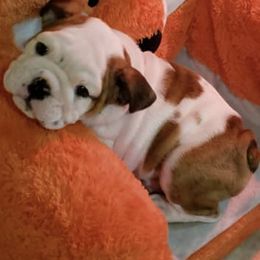Bulldogs from Big D's
