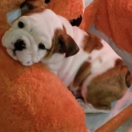 Bulldogs from Big D's