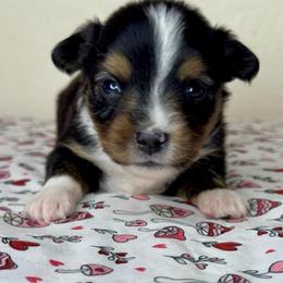 Cashmere - Black tri female Miniature American Shepherd puppy in Tonasket, Washington from V5 Aussies