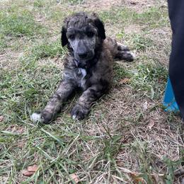 Poodle Puppies from Creek Side Kennels