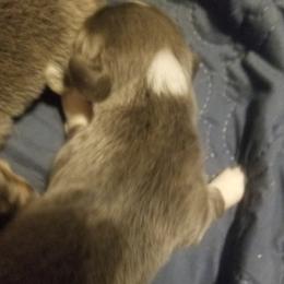 Red - Blue male Pembroke Welsh Corgi puppy in Edmond, Oklahoma from Red Dirt Corgis