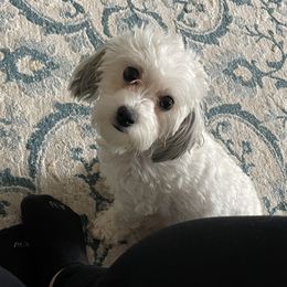 Luna - Havanese
