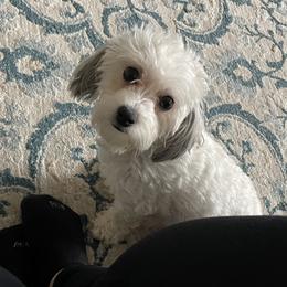 Luna - Havanese