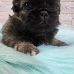 Maylees bou 1 - Fawn sable male Pekingese puppy in Maurice, Louisiana from Stephanie's Bayou Pekingese