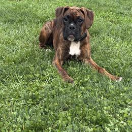 Boxer Puppies from Pawsitively Amazing Boxers LLC