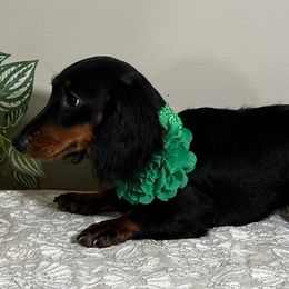 Kate - Black and tan female Dachshund puppy in Omaha, Nebraska from Colorful Dachshunds