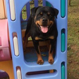 Rottweilers from Medieval Rottweilers