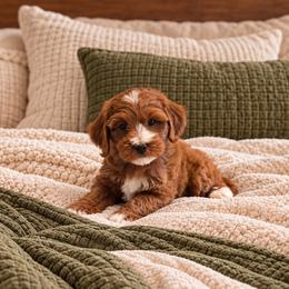 Savannah - Red  female Goldendoodle puppy in Floyd, Virginia from Hearts and Paws Poodles and Doodles