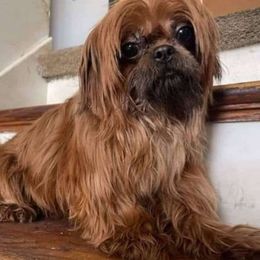 August - Shih Tzu