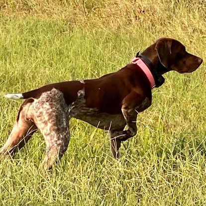 Michelle Pointer Michele's German Shorthaired Pointers in Texas | German Shorthaired ...