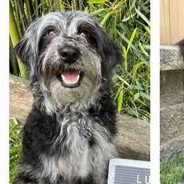 Aussiedoodles, Bernedoodles, Bernese Mountain Dogs, Companion Crosses, and Miniature Australian Shepherds from Barefoot Doodles