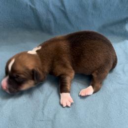 Male 2 - Sable male Pembroke Welsh Corgi puppy in Moundville, Alabama from Cartee Corgis - Debi Cartee Mills