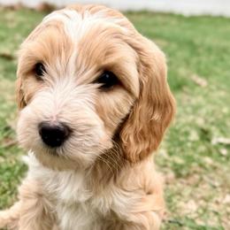 Luge - Cream male Goldendoodle puppy in Grand Rapids, Michigan from Homestead Family Doodles