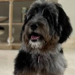 Bernedoodle, Bernese Mountain Dog, Goldendoodle, and Shihpoo Puppies from Route 66 Poodles & Doodles, Sapphire Shih-tzu's of Ohio